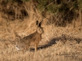 hare_ipnaturfoto_se_odj1.jpg