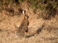 hare_ipnaturfoto_se_odj2.jpg