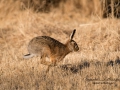 hare_ipnaturfoto_se_odj3.jpg