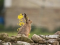 hare_ipnaturfoto_se_odj35.jpg