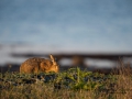 hare_ipnaturfoto_se_odj37.jpg