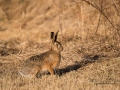 hare_ipnaturfoto_se_odj4.jpg