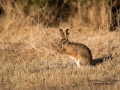 hare_ipnaturfoto_se_odj5.jpg