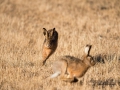 hare_ipnaturfoto_se_odj6.jpg