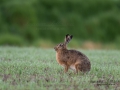hare_ipnaturfoto_se_odj74