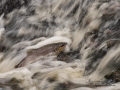 havsoring_sea_trout_ipnaturfoto_se_odj110