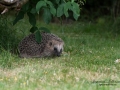 igelkott_ipnaturfoto_se_Erinaceus_europaeus_Braunbrustigel_hedgehog_odj112