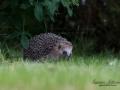 igelkott_ipnaturfoto_se_Erinaceus_europaeus_Braunbrustigel_hedgehog_odj113