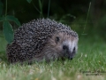 igelkott_ipnaturfoto_se_Erinaceus_europaeus_Braunbrustigel_hedgehog_odj114