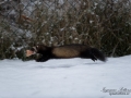 iller_ferret_polecat_ipnaturfoto_se_odj119