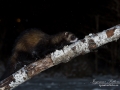 iller_polecat_ferret_ipnaturfoto_se_vinter_sno_snow_odj127