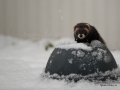 iller_polecat_ipnaturfoto_se_ferret_odj122