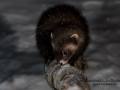 polecat_ferret_iller_vinter_ingemar_pettersson_odj126