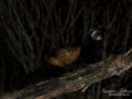 polecat_ferret_pole_cat_iller_mård_skadedjur_jakt_ipnaturfoto_odj150