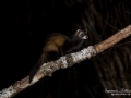 polecat_iller_ferret_ingemar_pettersson_mard_odj121