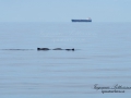 tumlare_lysekil_ipnaturfoto_se_odj106