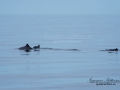 tumlare_porpoise_ipnaturfoto_se_odj107