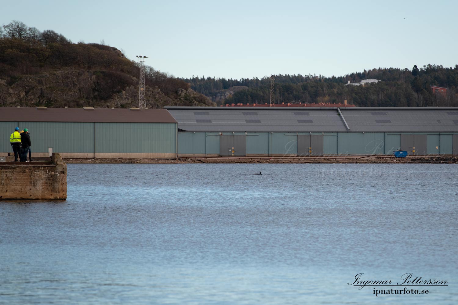 uddevallahamn_bardval_val_whale_vikval_minke_whale_Byfjorden_Uddevalla_ipnaturfoto_se_odj146