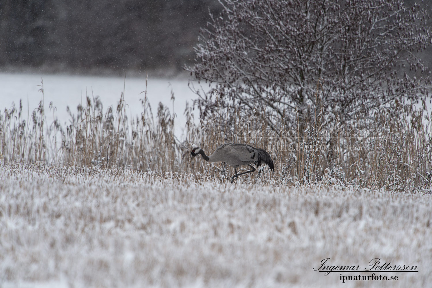 bakslag_vinter_crane_trana_flyttfagel_sno_vinter_letar_mat_ipnaturfoto_se_fo614