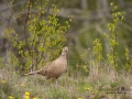 fasan_ipnaturfoto_se_fo169.jpg