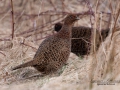 fasan_ipnaturfoto_se_pheasant_fo278