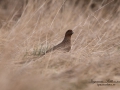 fasan_ipnaturfoto_se_pheasant_fo280