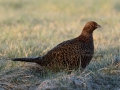 fasan_ipnaturfoto_se_pheasant_fo282