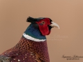 fasan_ipnaturfoto_se_pheasant_fo289