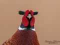 fasan_ipnaturfoto_se_pheasant_fo290