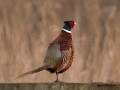 fasan_ipnaturfoto_se_pheasant_fo291