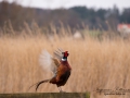 fasan_ipnaturfoto_se_pheasant_fo292