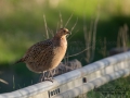 fasan_ipnaturfoto_se_pheasant_fo302