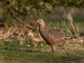 fasan_ipnaturfoto_se_pheasant_fo304