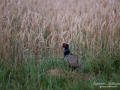 fasan_munkedal_ipnaturfoto_se_pheasant_fo611