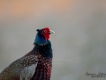 fasan_pheasant_ipnaturfoto_birdlife_fo615