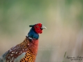 fasan_pheasant_ipnaturfoto_birdlife_fo618