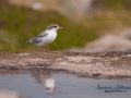 fisktarna_unge_ipnaturfoto_se_fo109.jpg