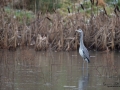 gra_hager_grey_heron_ipnaturfoto_grahager_fo609