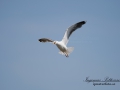 gratrut_ipnaturfoto_se_fo32.jpg
