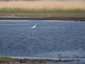 skedstork_ipnaturfoto_se_fo136.jpg