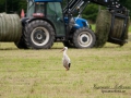 stork_vit_ipnaturfoto_se_fo73.jpg