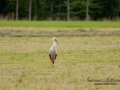 stork_vit_ipnaturfoto_se_fo74.jpg