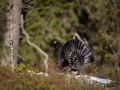 tjader_ipnaturfoto_capercaillie_se_fo500