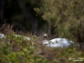 tjader_ipnaturfoto_capercaillie_se_fo501