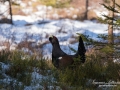 tjader_ipnaturfoto_capercaillie_se_fo502