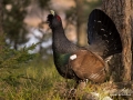 tjader_ipnaturfoto_capercaillie_se_fo504