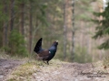 tjader_ipnaturfoto_capercaillie_se_fo506