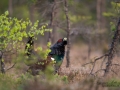 tjader_ipnaturfoto_capercaillie_se_fo619