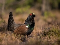 tjader_ipnaturfoto_capercaillie_se_fo624