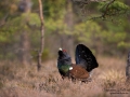 tjader_ipnaturfoto_capercaillie_se_forest_fo620